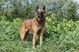 MALINOIS 931